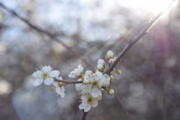Tempo della primavera, fiori bianchi