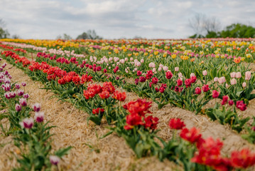 Beautiful Red Tulips Blooming on Field Agriculture