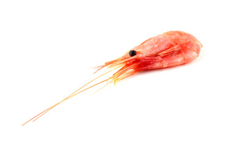 Shrimp