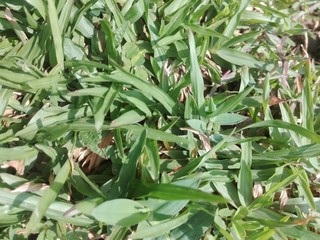 green plant in the garden