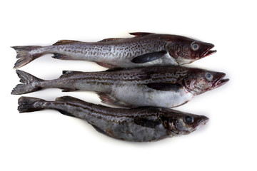Alaska pollock