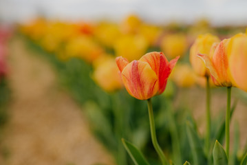 Beautiful Yellow Tulips Blooming on Field at Flower Plantation Farm in Netherlands