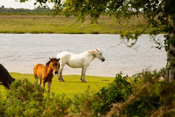 New Forest Ponies Grazing by a Pond