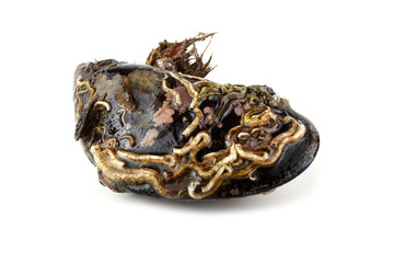 Mussel