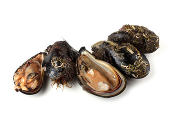 Mussels