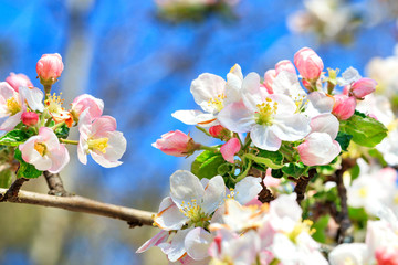 Snow-white and bright pink petals of blooming apple trees close-up on a background of blue sky.