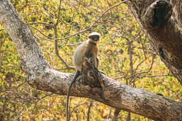 Kanica, Goa, India. Gray Langur Monkey Sitting On Branch Of Tree