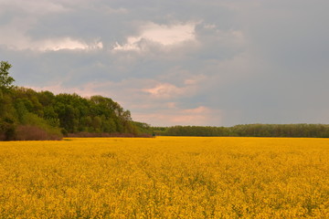 Obraz premium field of rape