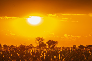 Plakat Botswana landscape during beautiful orange sunset showing the land in all its natural beauty