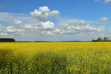 Obraz premium field of rape