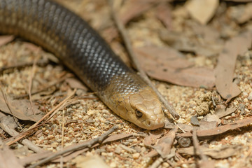 An Australian Eastern Brown Snake.