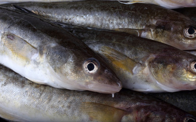 Saffron cod