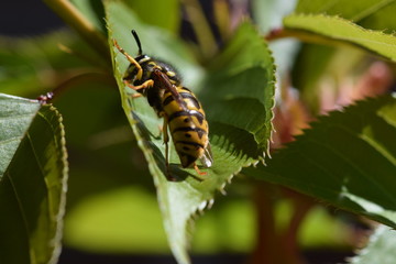 Wespe auf einem grünem Blatt