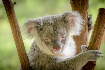 A Koala in Queensland, Australia.
