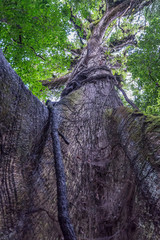Giant kapok tree (Ceiba pentandra) in the rainforest of Volcano Arenal National Park,  Costa Rica.
It is 30 meters high and 400 years old.
Ceiba pentandra is an emblematic tree of Costa Rica.
