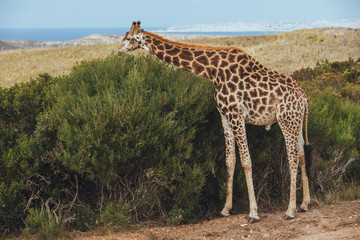 A giraffe eats and stands on the road with a view of bushes and grassy field in Africa