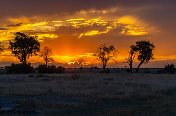 Botswana landscape during beautiful orange sunset showing the land in all its natural beauty