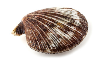 Scallop