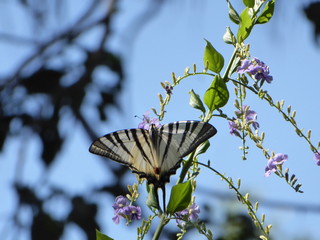 Schmetterling
