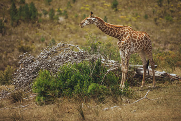 A giraffe stands in the grassy field and looks into the distance in Africa