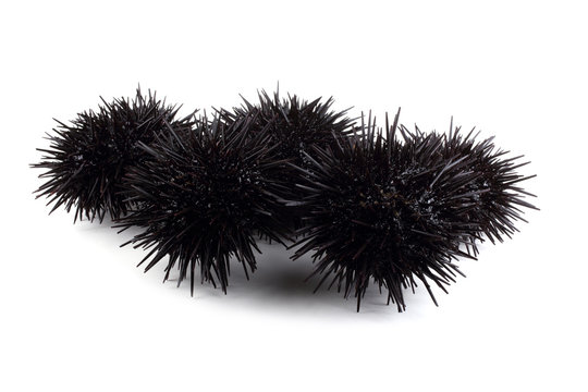 Black sea urchins