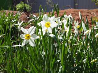 Closed up Yellow Daffodils in Spring Breeze with Sun Light Shine Upon, Flowers Bending to the Wind in Sunny Day.