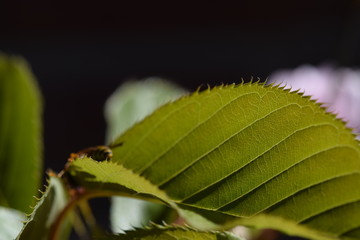 Wespe auf einem grünem Blatt