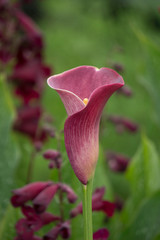special lily breed in the botanic garden