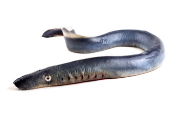 Lamprey fish. Vampire.