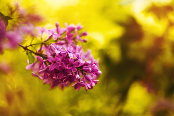 Flower Bokeh for Background. Blurry Flower for Background. The buds of the blooming lilac close-up