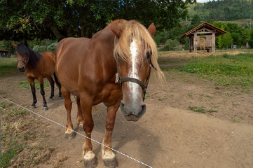 Cavalos na "Quinta de Pentieiros", quinta pedagógica situada na zona norte no interior de Portugal.