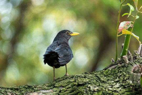 Close-up of a sitting common blackbird during spring time