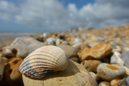 Low angle narrow point of focus on ornate shell with pebbled beach and shore line blurred in background.Sunny day