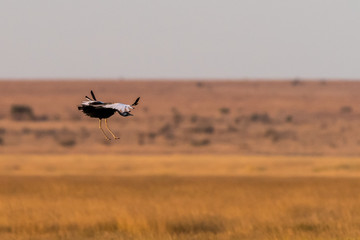 The Rare Landing!