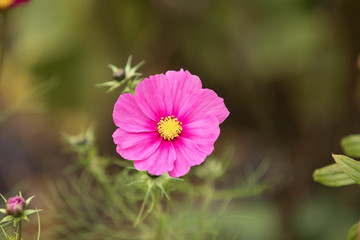 Fototapeta premium Beautiful Pink Cosmos Flower Bloom