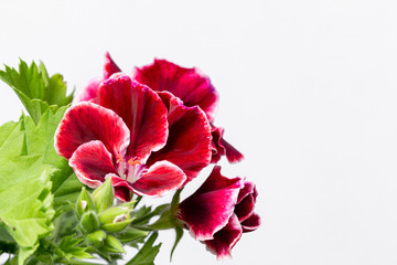 Red pelargonium in white flower pot