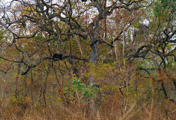 This is my world! Black Panther!