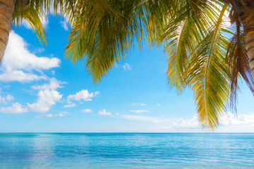 idyllic tropical landscape, turquoise water, blue sky and coconuts, Saint Anne, Guadeloupe, French West Indies