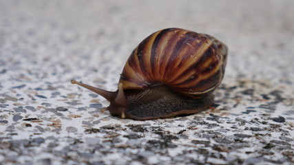 Brown snail on terrazzo
