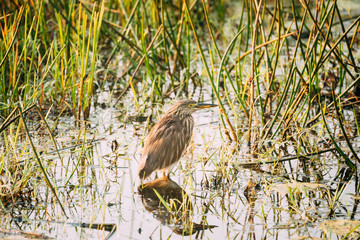 Goa, India. Indian Pond Heron In Morning Looking For Food In Swamp