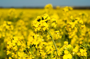 Obraz premium Yellow bright flowers rapeseed field. 