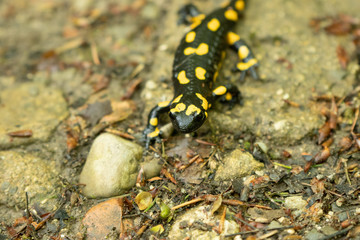 Fire Salamander