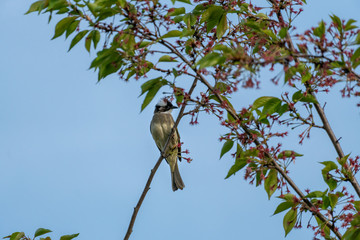 Close-up of a light-vented (Chinese) Bulbuls (Pycnonotus sinensis) sitting in a tree