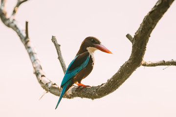 Goa, India. White-throated Kingfisher Sitting On Branch