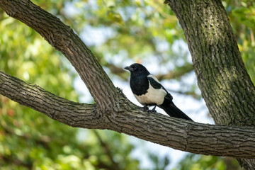 Close-up of a Eurasian magpie or common magpie (Pica pica) sitting in a tree