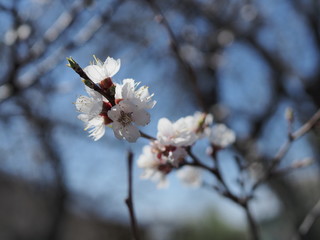 Close up of apricot blossoming branch on light background