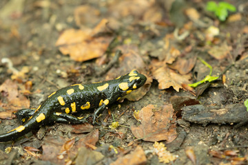 Fire Salamander