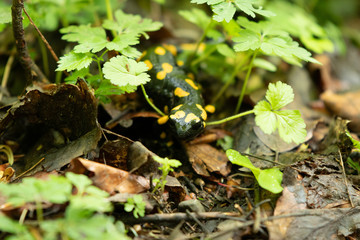 Fire Salamander