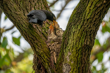 Close-up of a common blackbird feeding its young