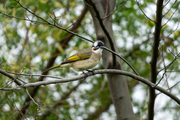 Close-up of a light-vented (Chinese) Bulbuls (Pycnonotus sinensis) sitting in a tree